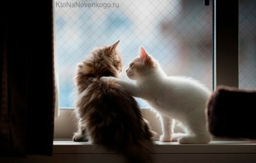 Котики