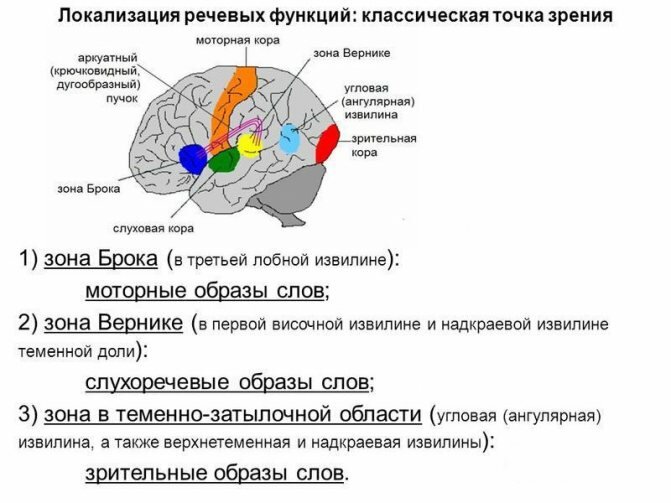 Локализация речевых функций