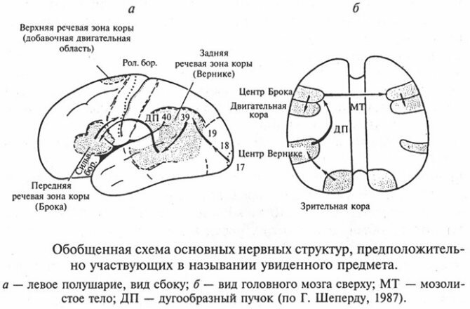 Схема нервных структур, участвующих в назывании предмета